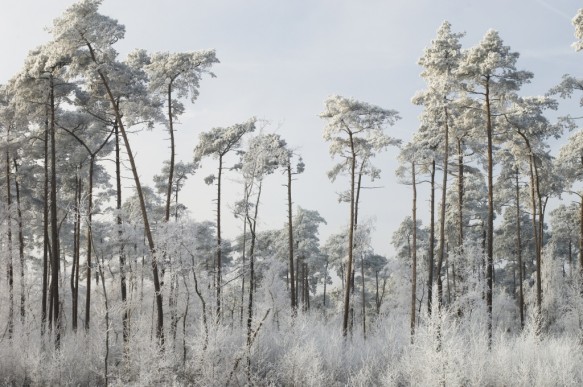 Maldegemveld