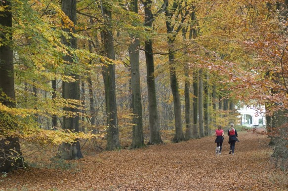 Joggers in het bos.