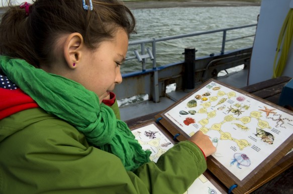 Kind kijkt naar natuurinfo over de westerschelde.