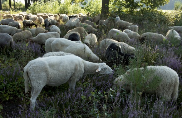 Schapenbegrazing