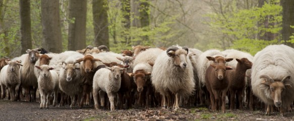Schapen