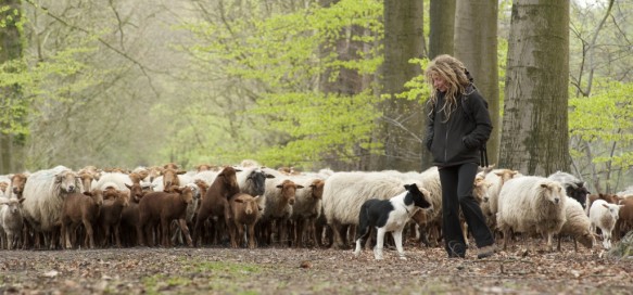 Schapen