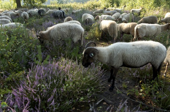 Schapenbegrazing
