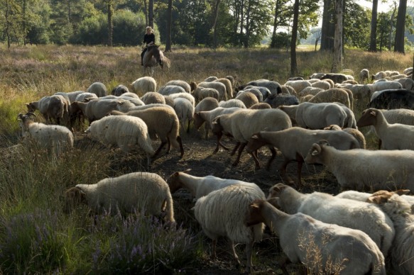 Schapenbegrazing