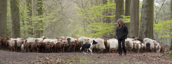 Schapen