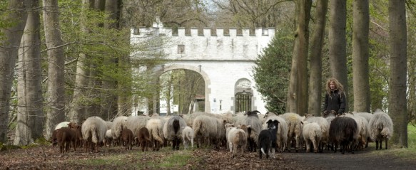 Schapen