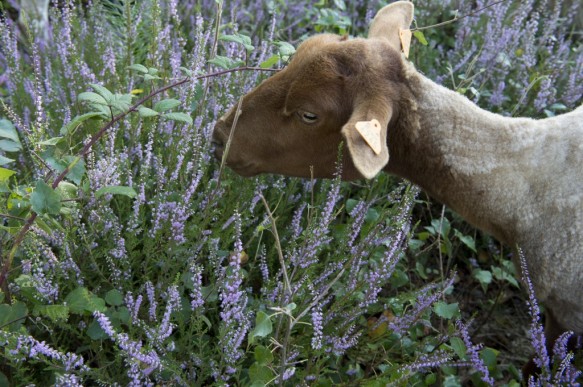 Schapenbegrazing