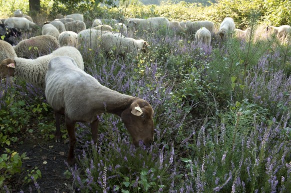 Schapenbegrazing