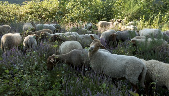 Schapenbegrazing