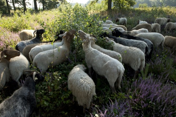 Schapenbegrazing