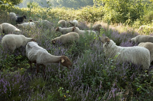 Schapenbegrazing