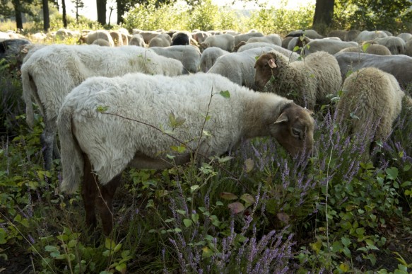 Schapenbegrazing