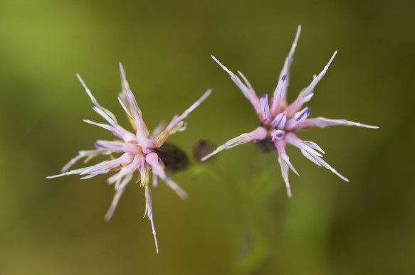Zaagblad