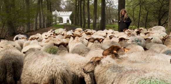 Schapen