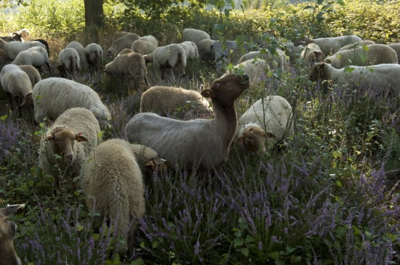Schapenbegrazing