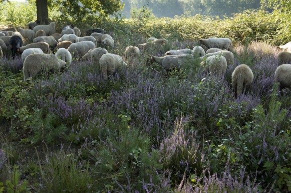 Schapenbegrazing