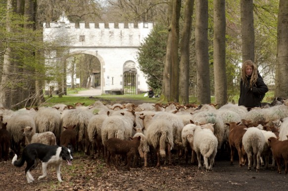 Schapen