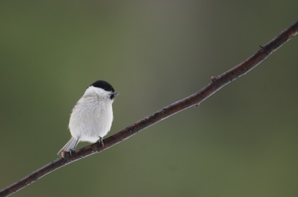Glanskopmees