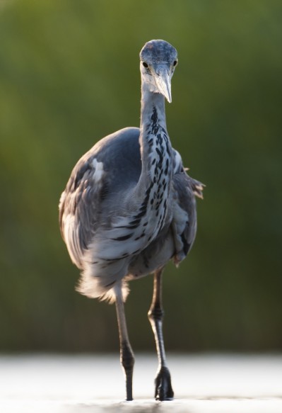 Blauwe reiger