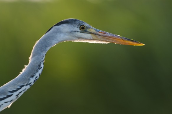 Blauwe reiger