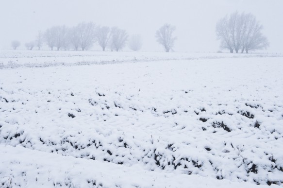 Polder in de sneeuw