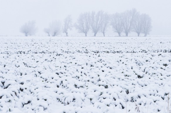 Polder in de sneeuw
