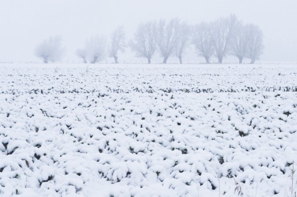 Polder in de sneeuw