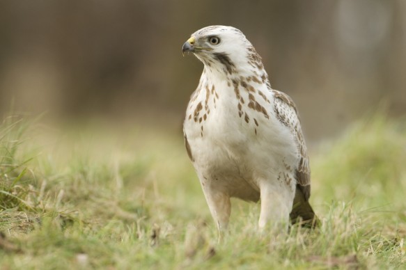 Buizerd