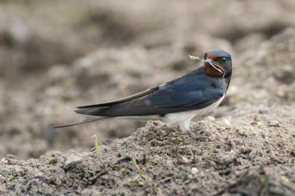 Boerenzwaluw