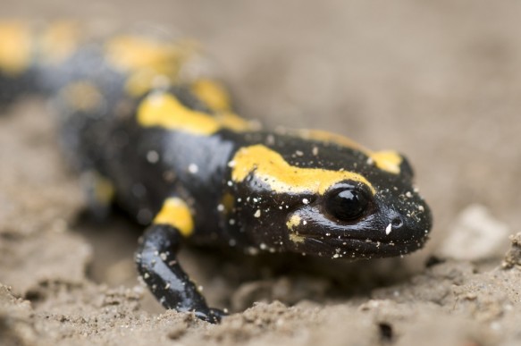 Vuursalamander