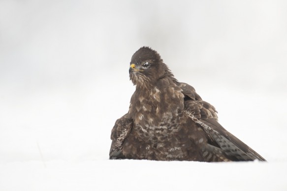 Buizerd