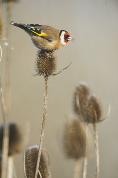 Putter of distelvink