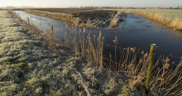 Hostorisch grasland.