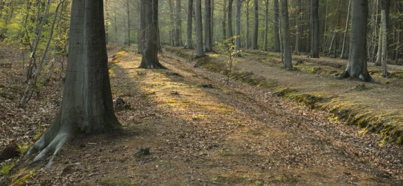 Drongengoedbos