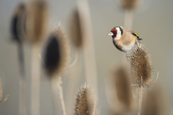 Putter of distelvink