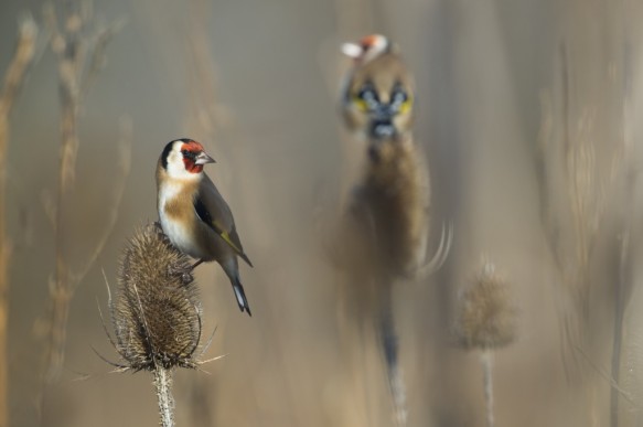 Putter of distelvink