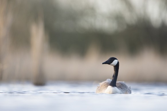 Canada gans.