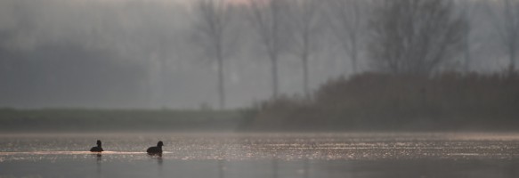 Meerkoet