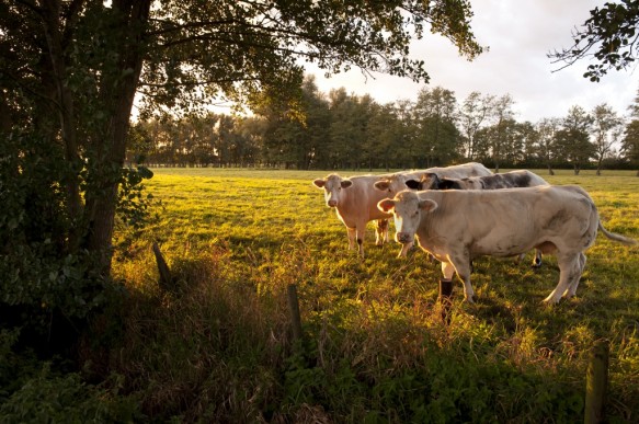 Koeien in weide.