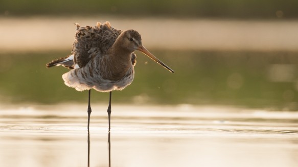Grutto