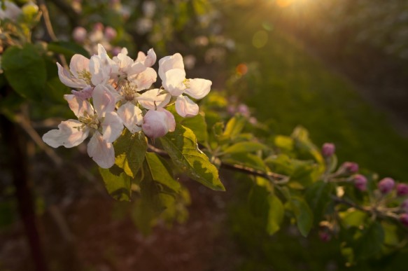 Laagstamfruitboom