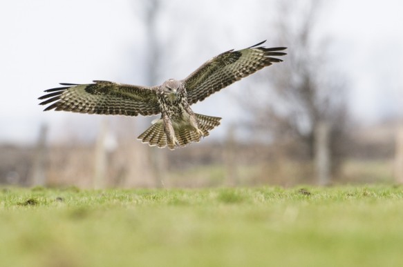 Buizerd
