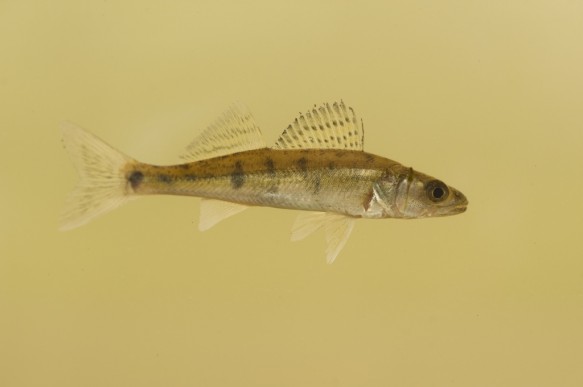 Snoekbaars