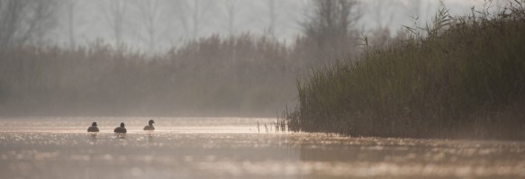 Meerkoet