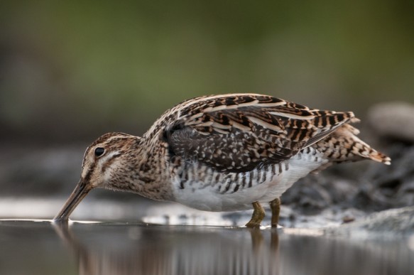 Watersnip