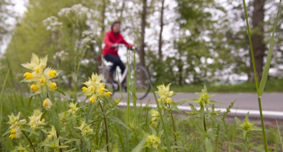 Fietsen in de polder.
