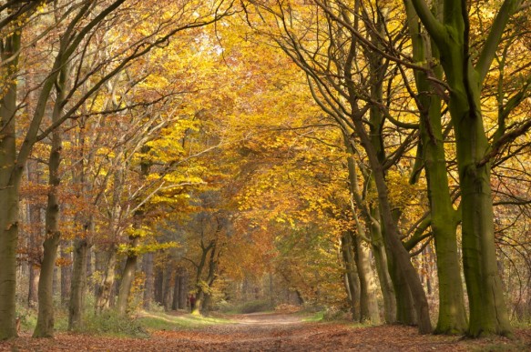 Bos in de herfst.