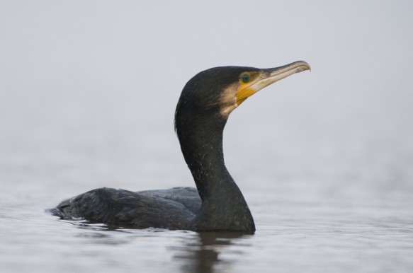 Aalscholver
