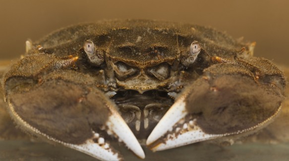 Chinese wolhandkrab