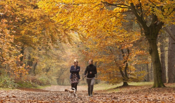 Wandelaars in het bos.